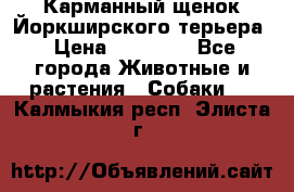 Карманный щенок Йоркширского терьера › Цена ­ 30 000 - Все города Животные и растения » Собаки   . Калмыкия респ.,Элиста г.